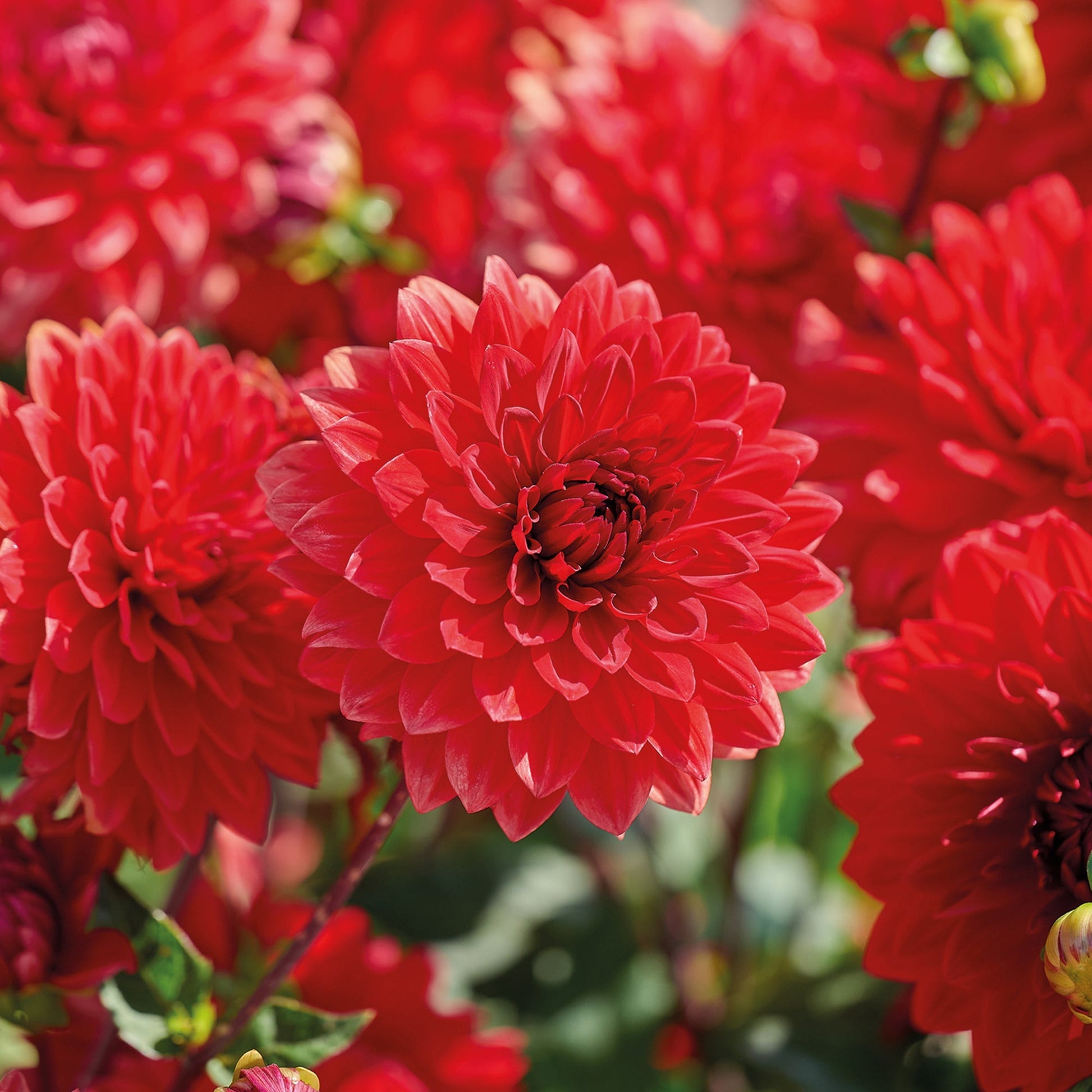 Daalia 'Garden Wonder'