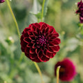 Daalia 'Gipsy Night'