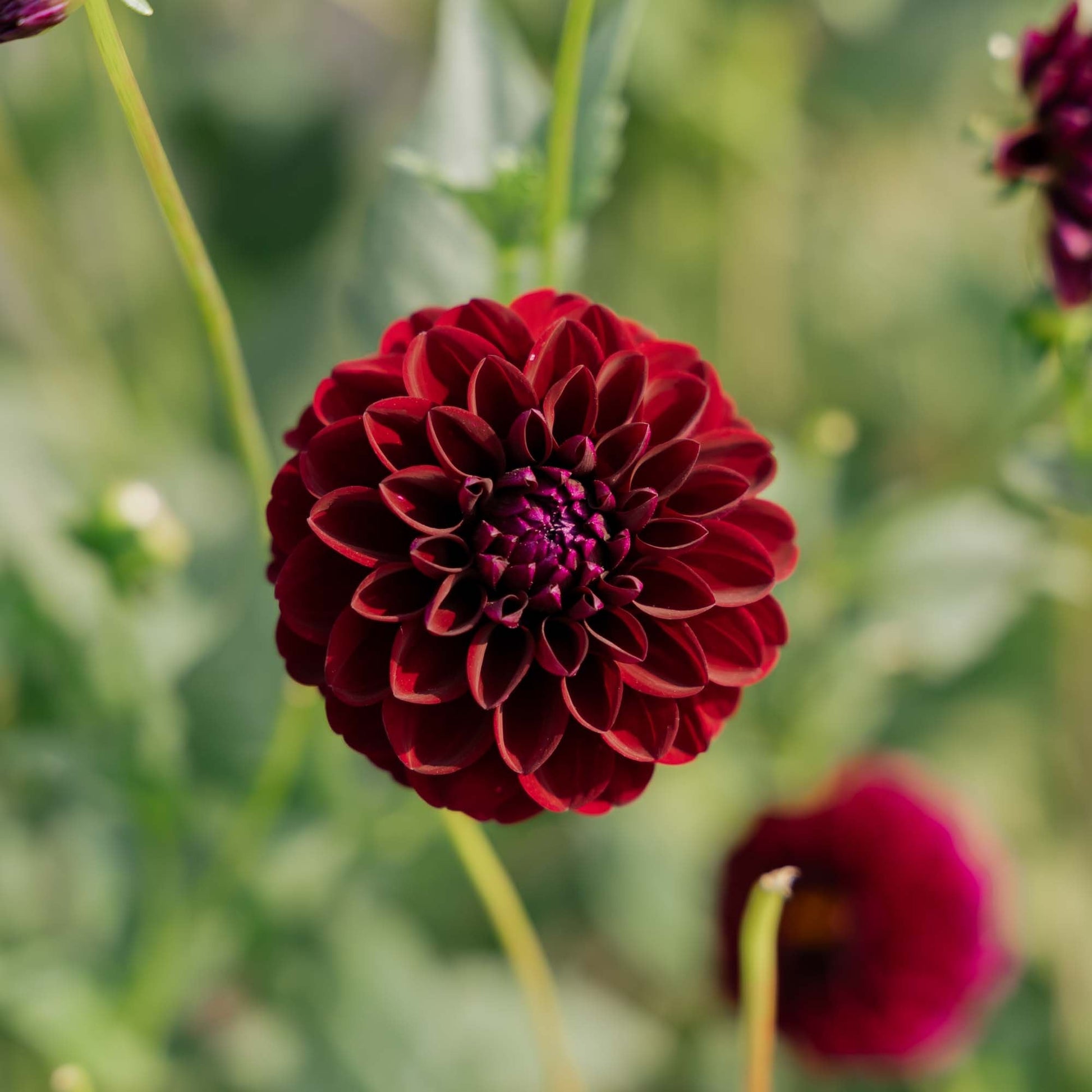 Daalia 'Gipsy Night'
