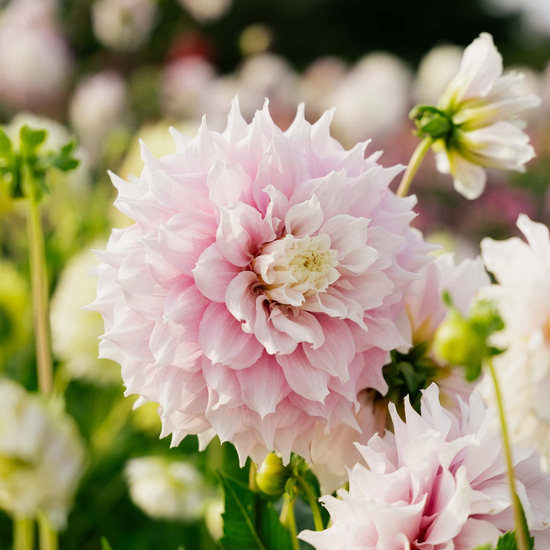 Daalia 'Gitt's Perfection'