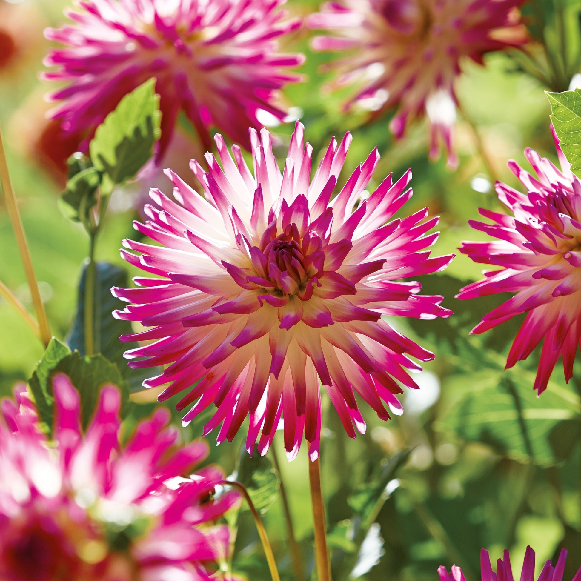 Daalia 'Hayley Jane'