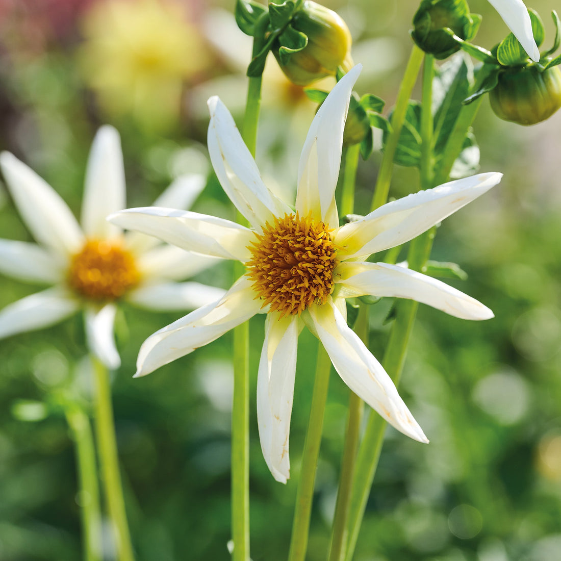 Daalia 'Honka Crème'