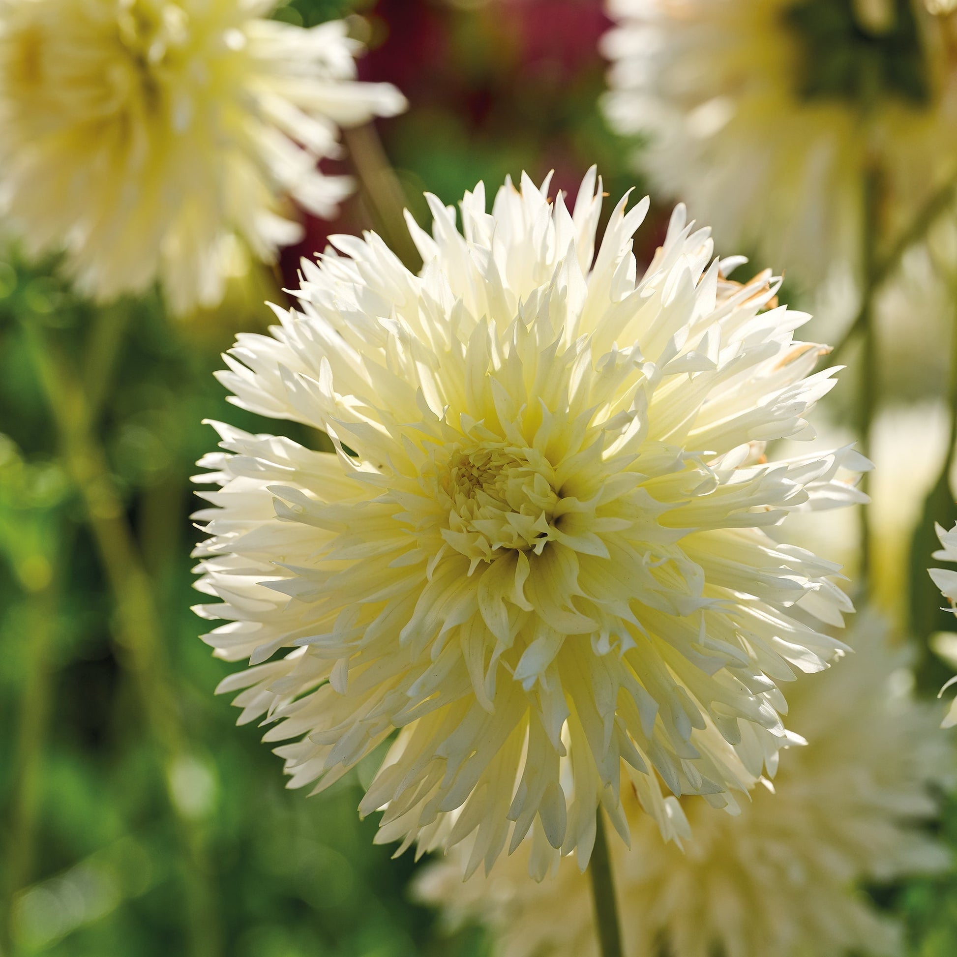 Daalia 'Ice Crystal'