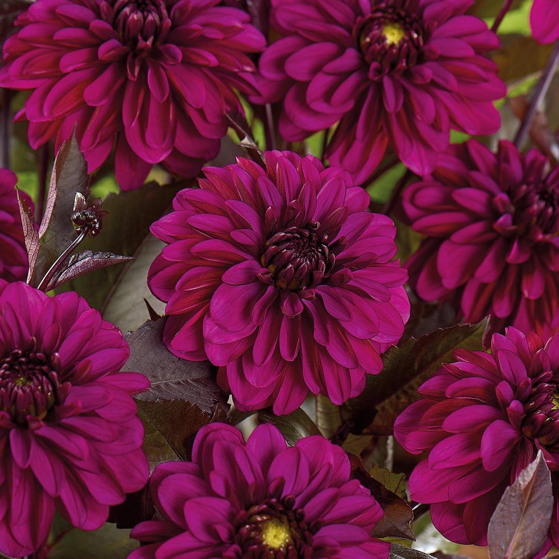 Daalia 'Jennifer Mary Ellen'