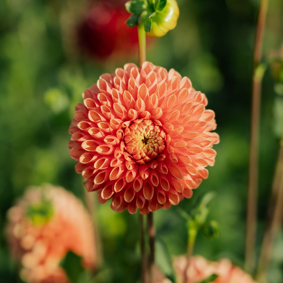 Daalia 'Jowey Linda'