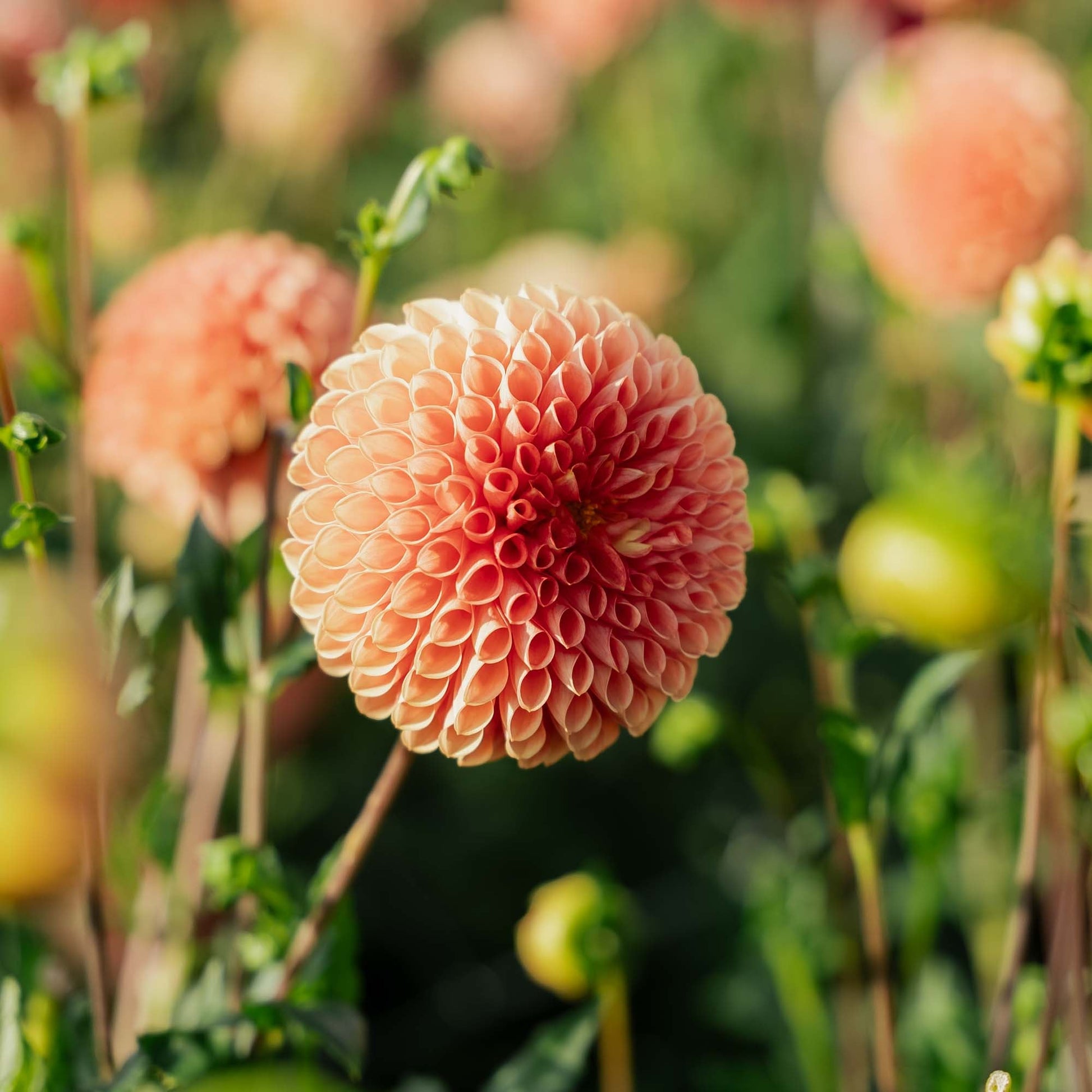 Daalia 'Jowey Linda'