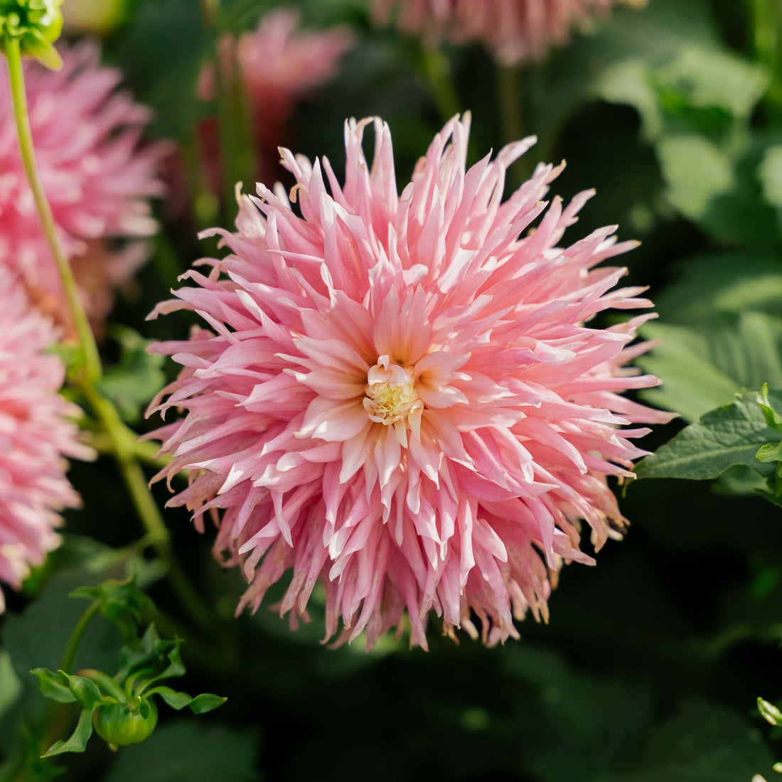 Daalia 'Just Married'