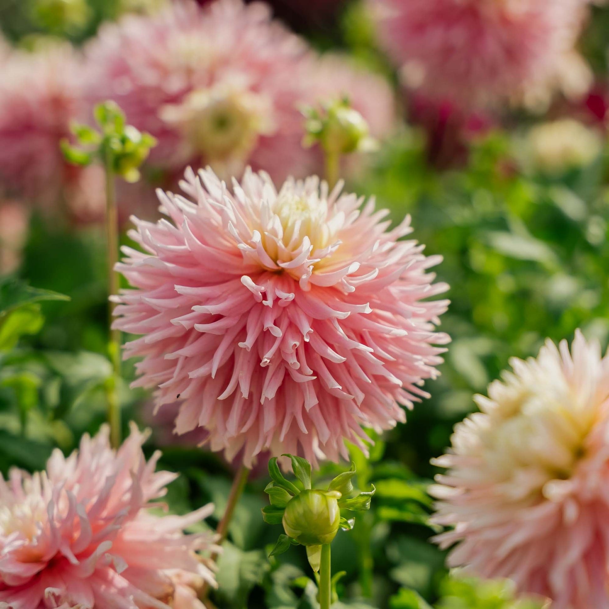 Daalia 'Just Married'