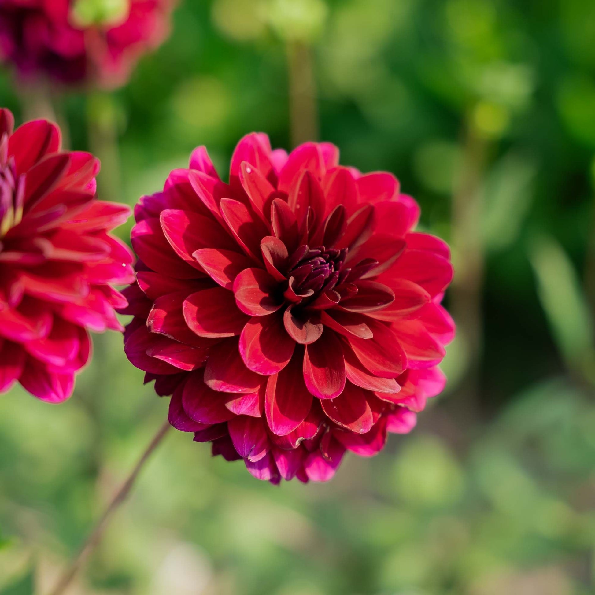 Daalia 'Karma Naomi'