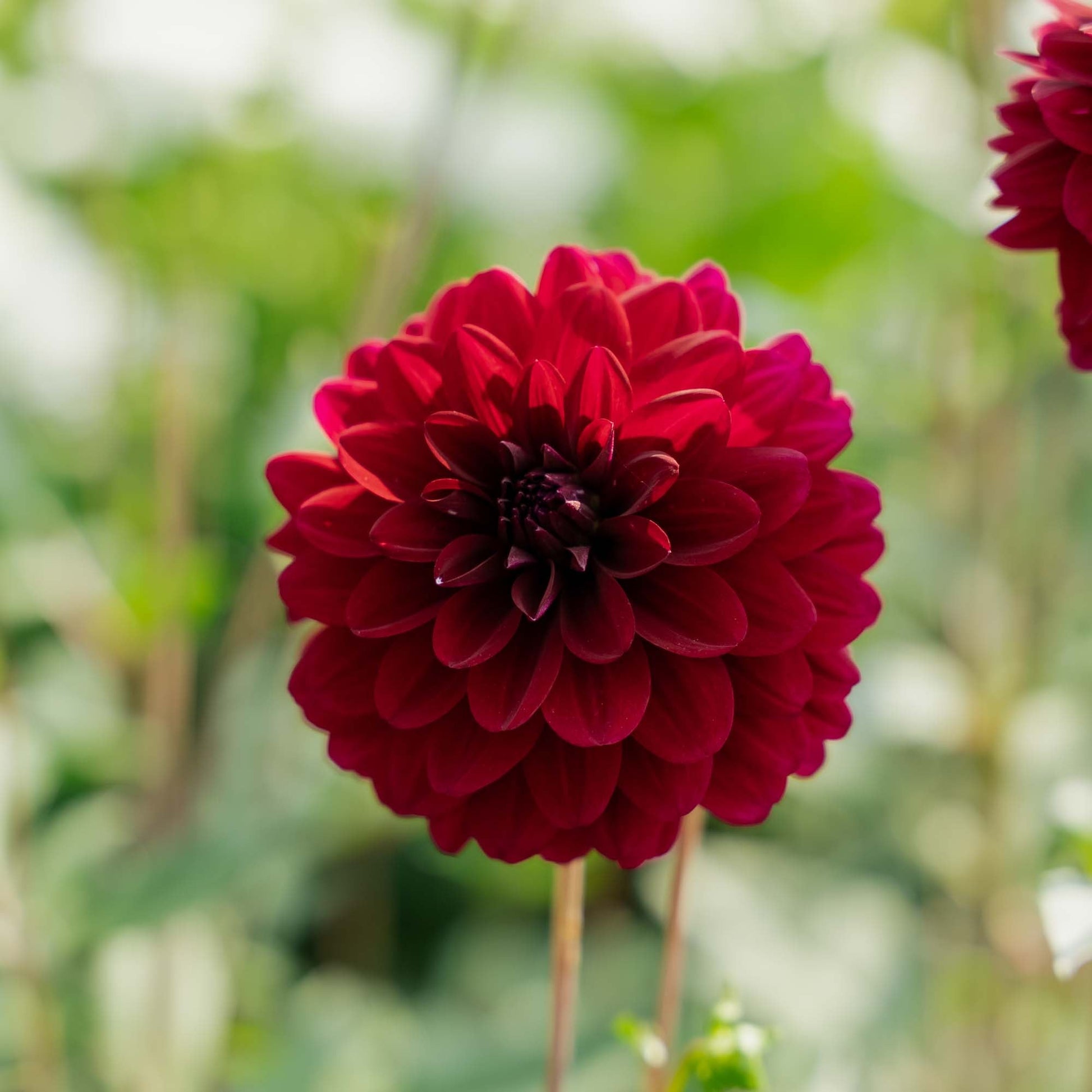 Daalia 'Karma Naomi'