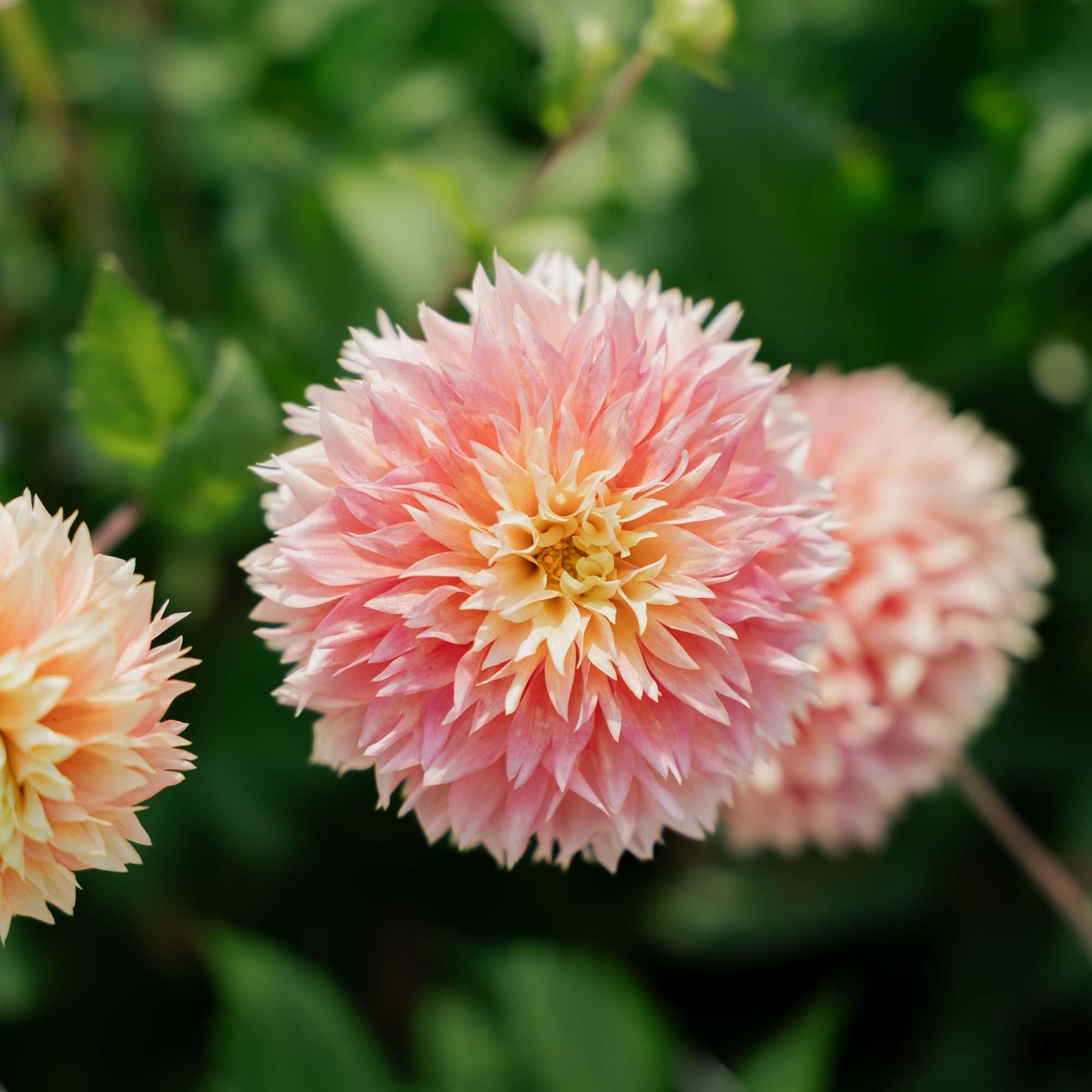 Daalia 'Kogane Fubuki'