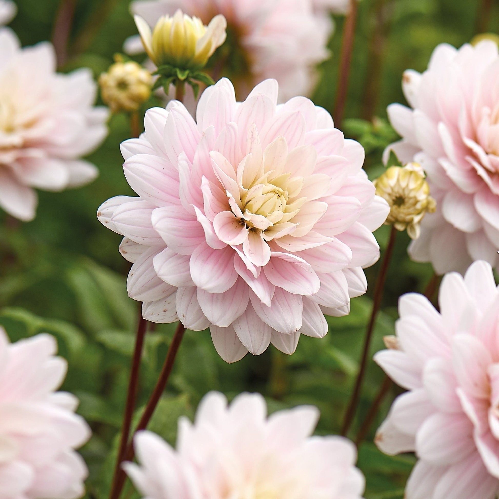 Daalia 'Lady Kate'