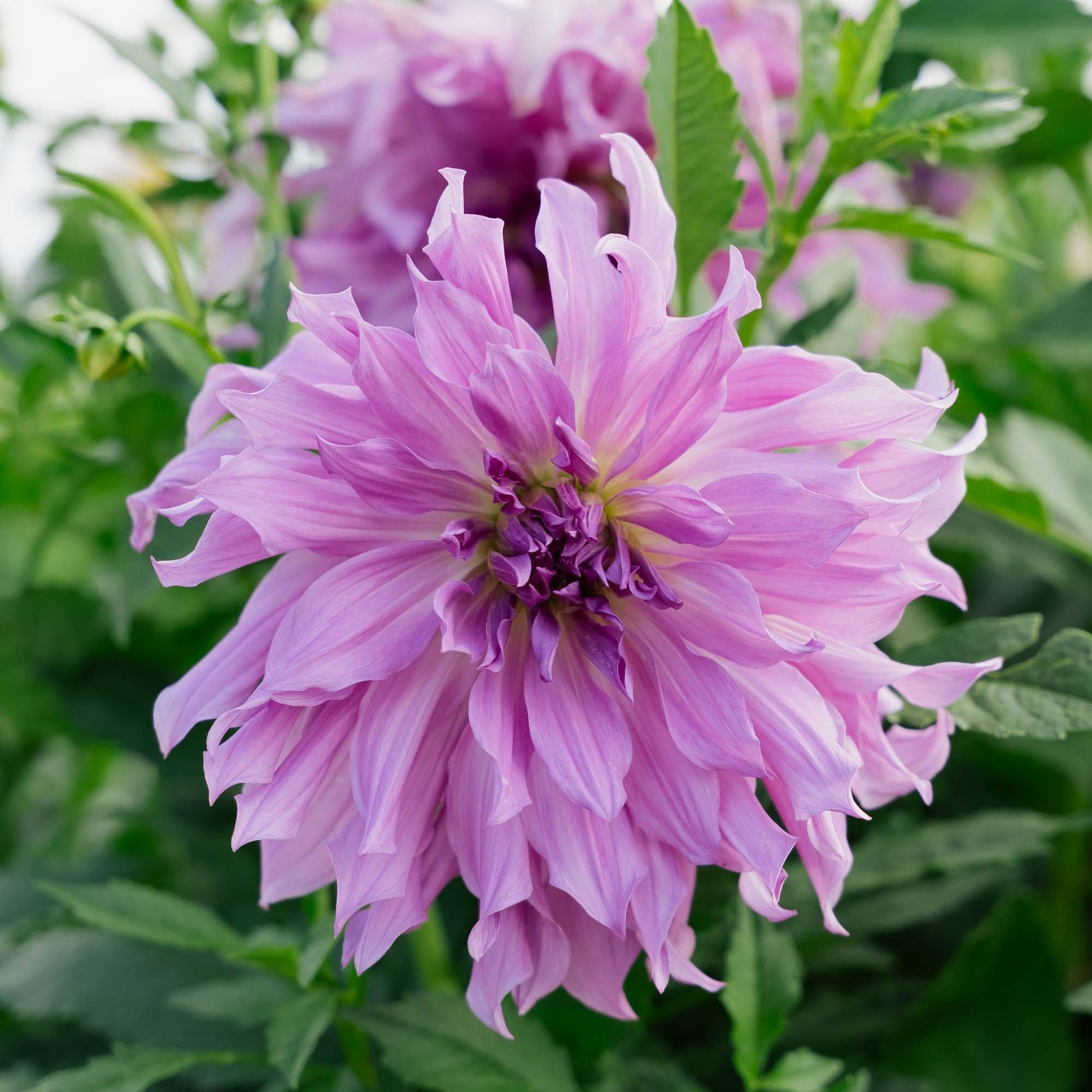 Daalia 'Lavender Ruffles'