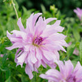 Daalia 'Lavender Ruffles'