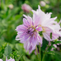 Daalia 'Lavender Ruffles'