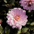Daalia 'Melody Harmony'