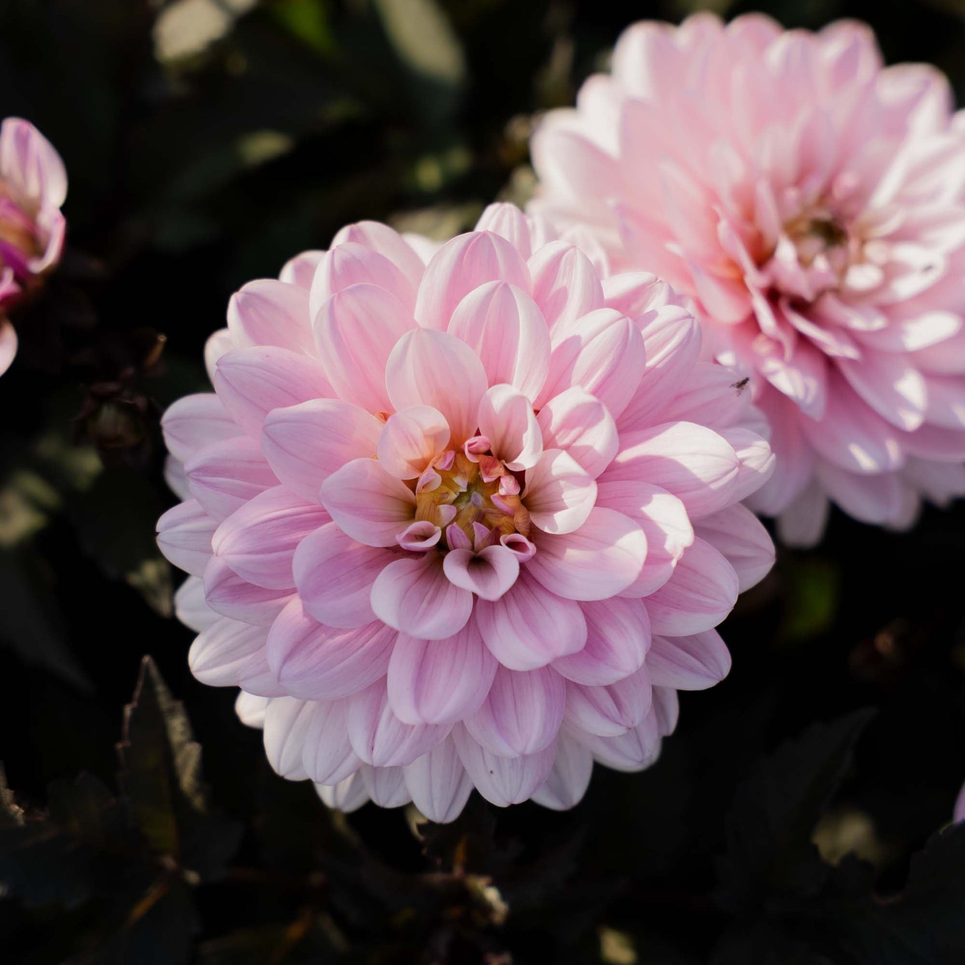 Daalia 'Melody Harmony'