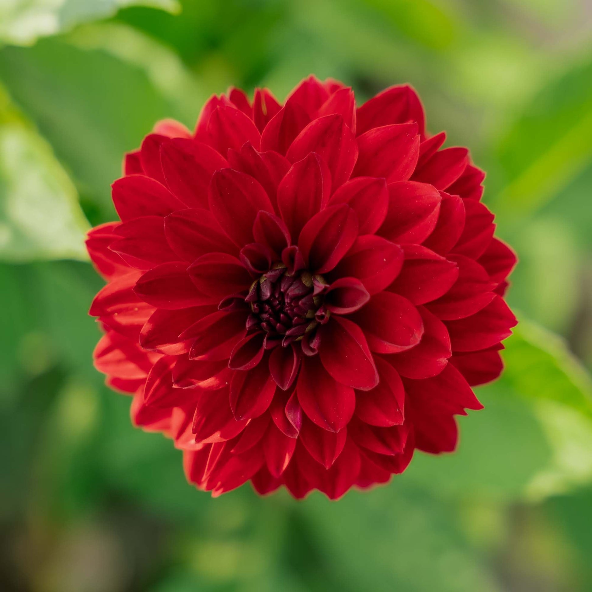 Daalia 'Melody Mambo'