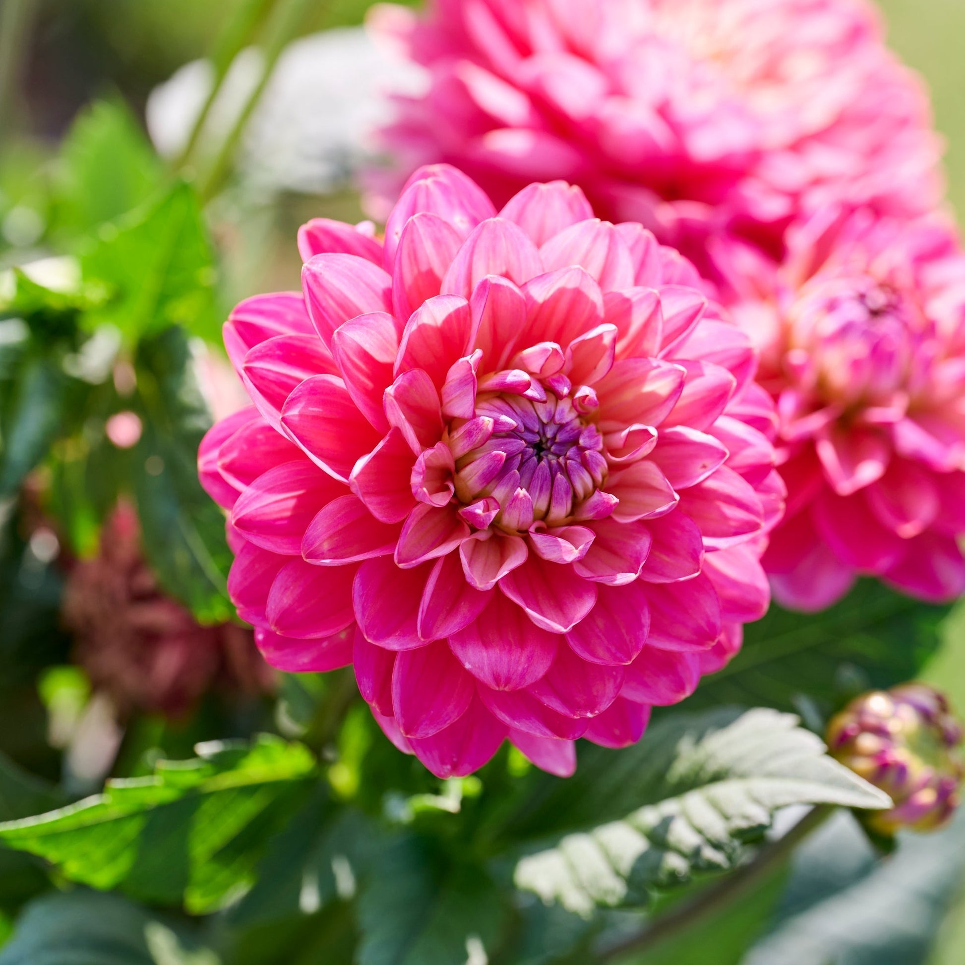 Daalia 'Melody Pink Allegro'