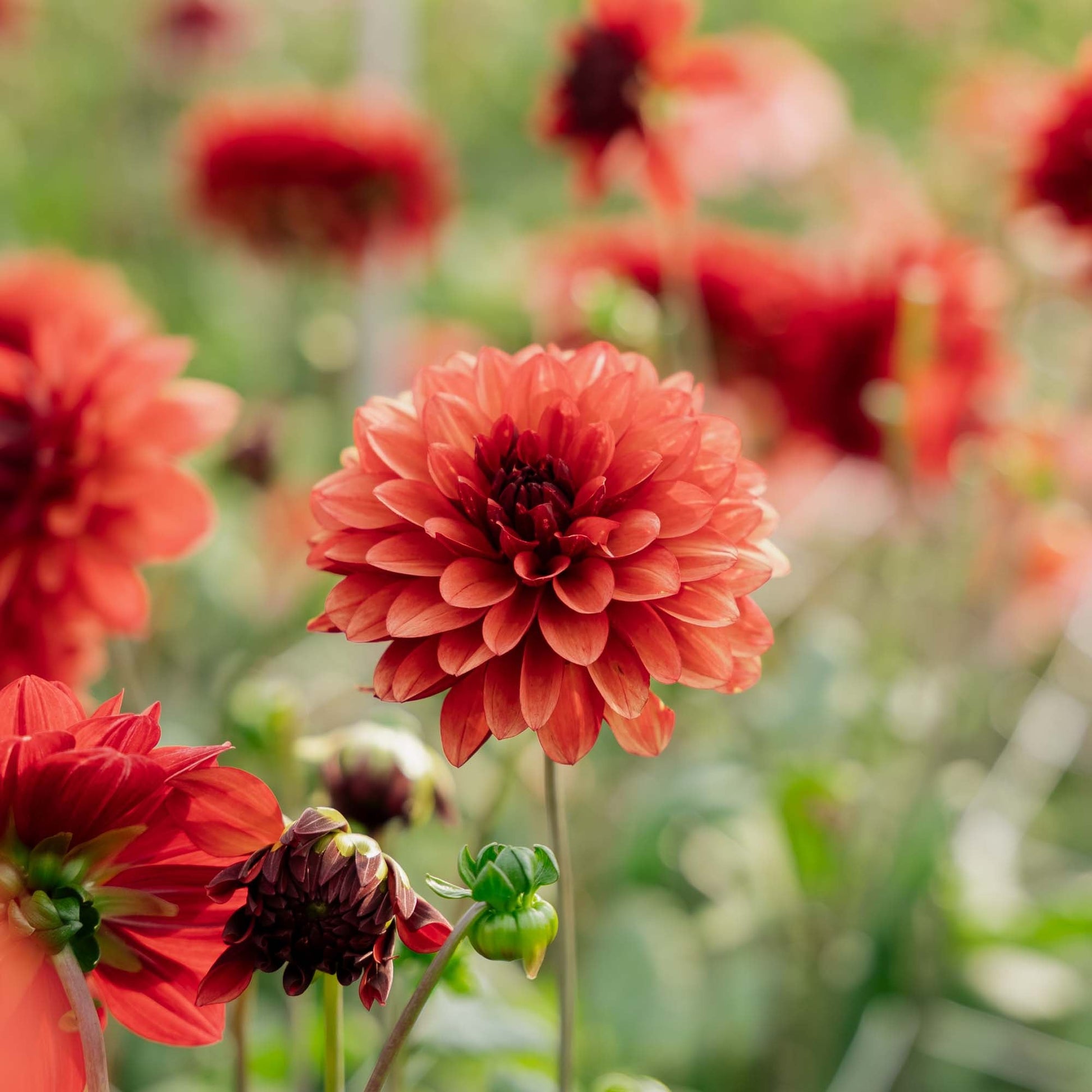 Daalia 'Missis miley'