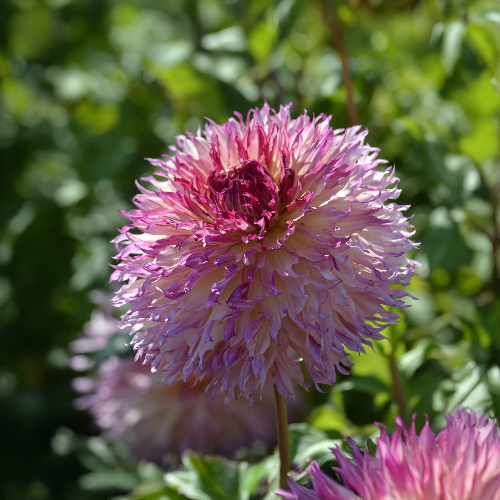 Daalia 'Myrtle's Folly'