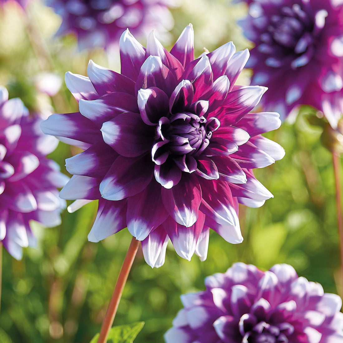 Daalia 'Mystery Day'