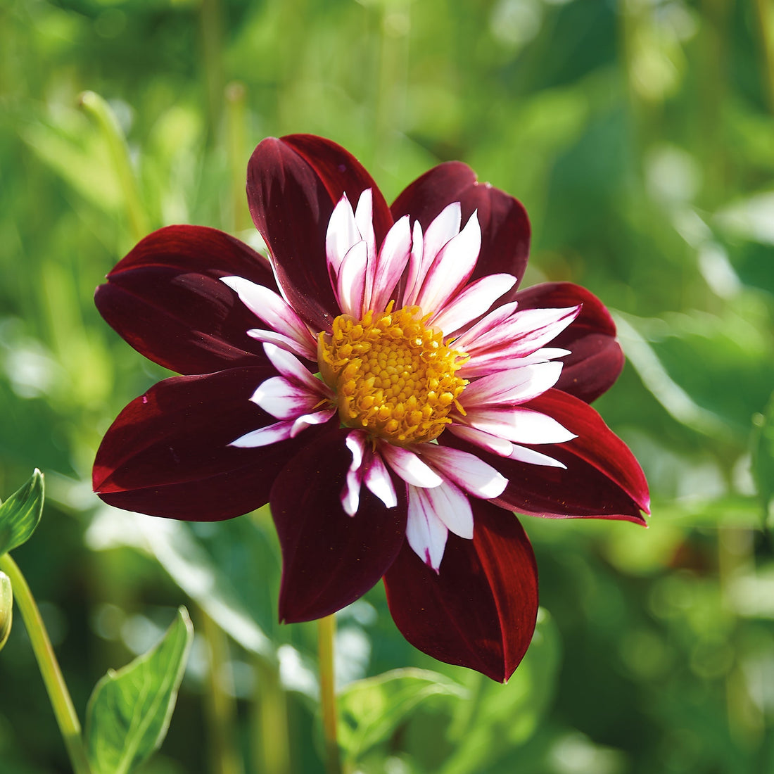 Daalia 'Night Butterfly'