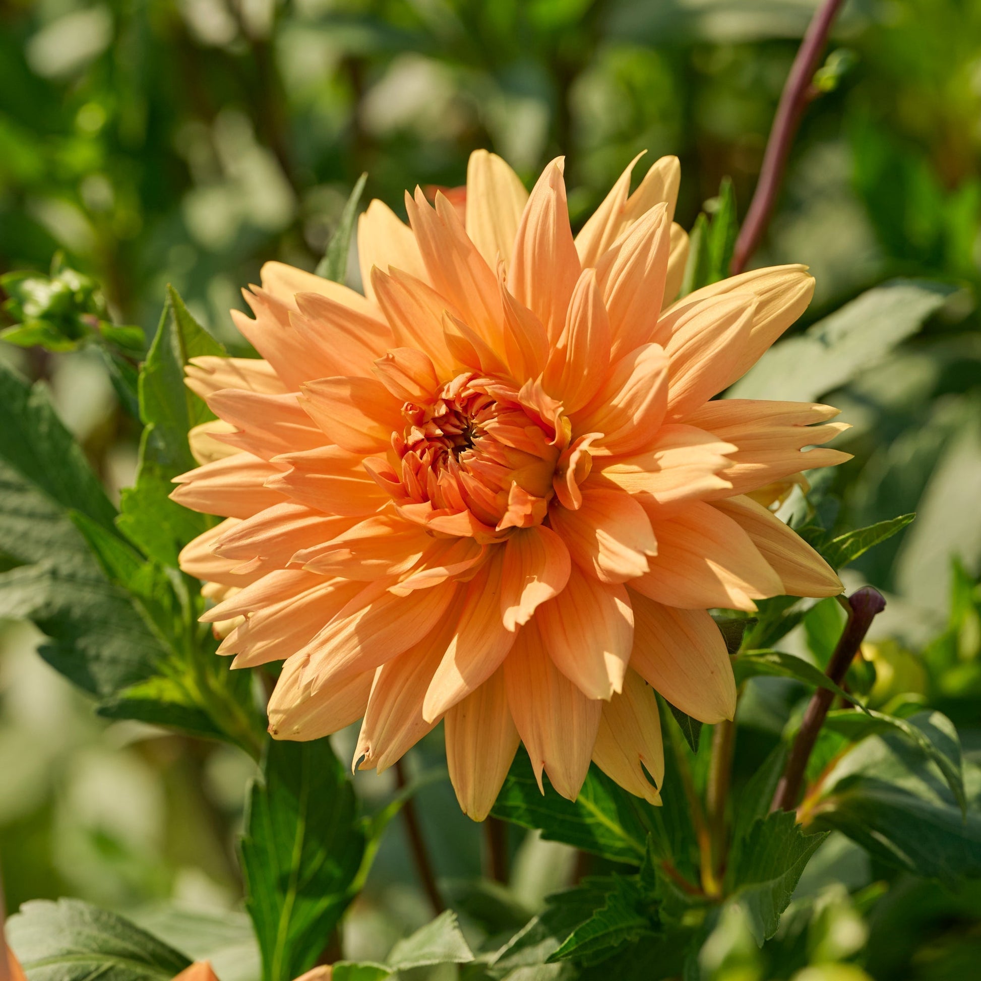 Daalia 'Noordwijks Glorie'
