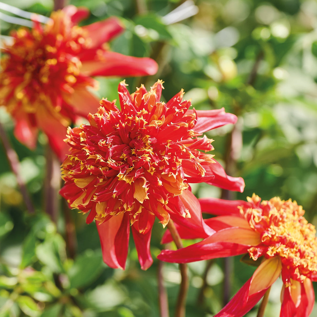 Daalia 'Octopus Sparkle'