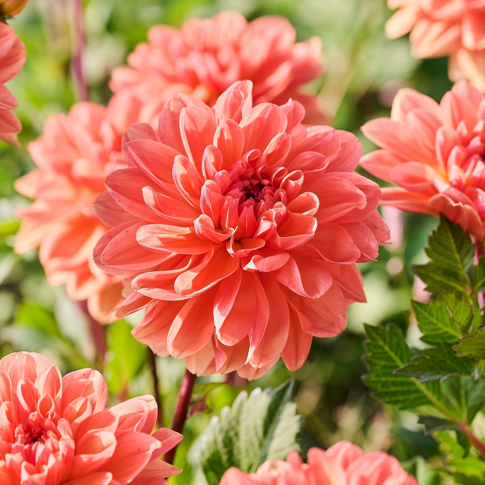Daalia 'Orange King'