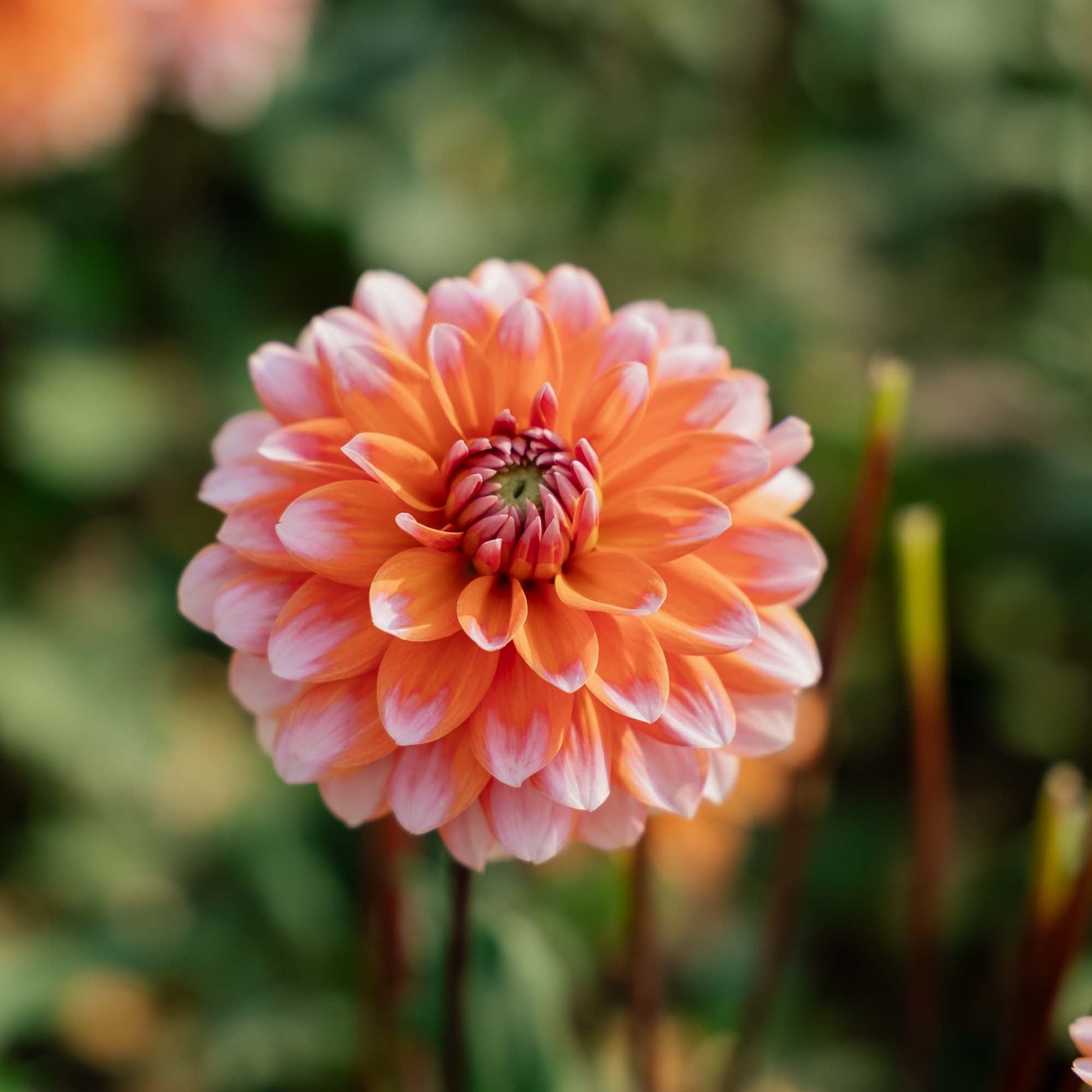 Daalia 'Peaches and Vanilla'