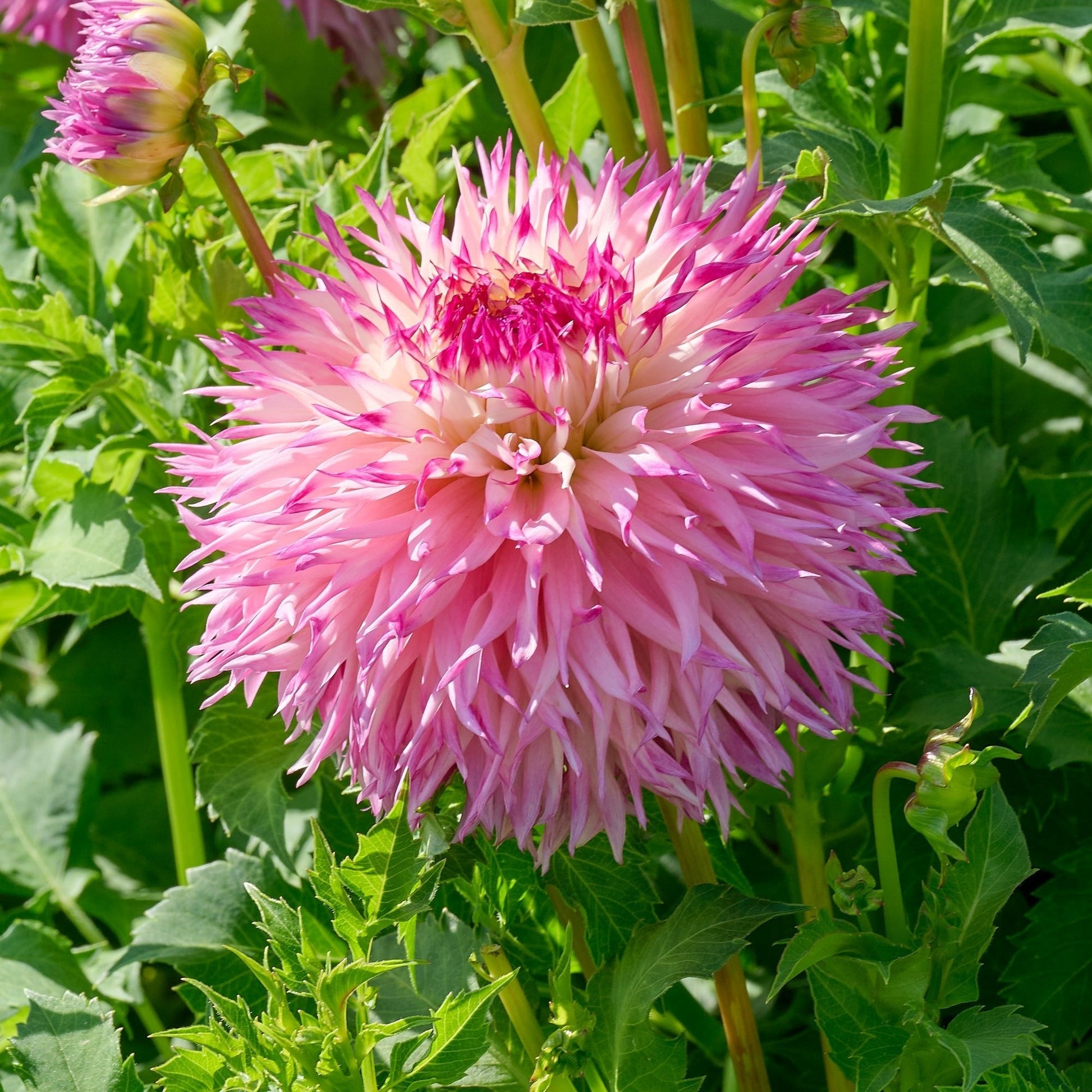 Daalia 'Pinelands Princess'