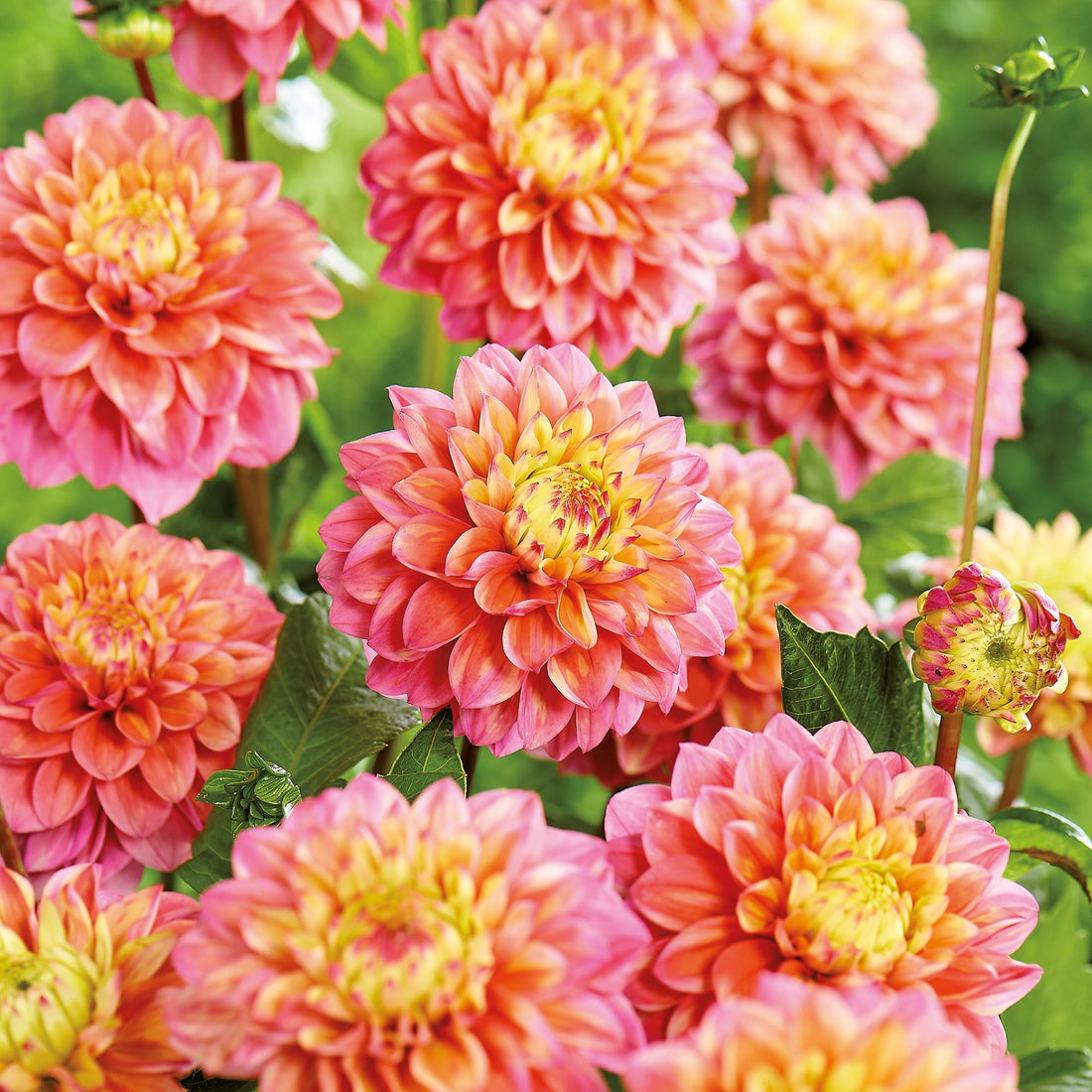 Daalia 'Princesse Gracia'