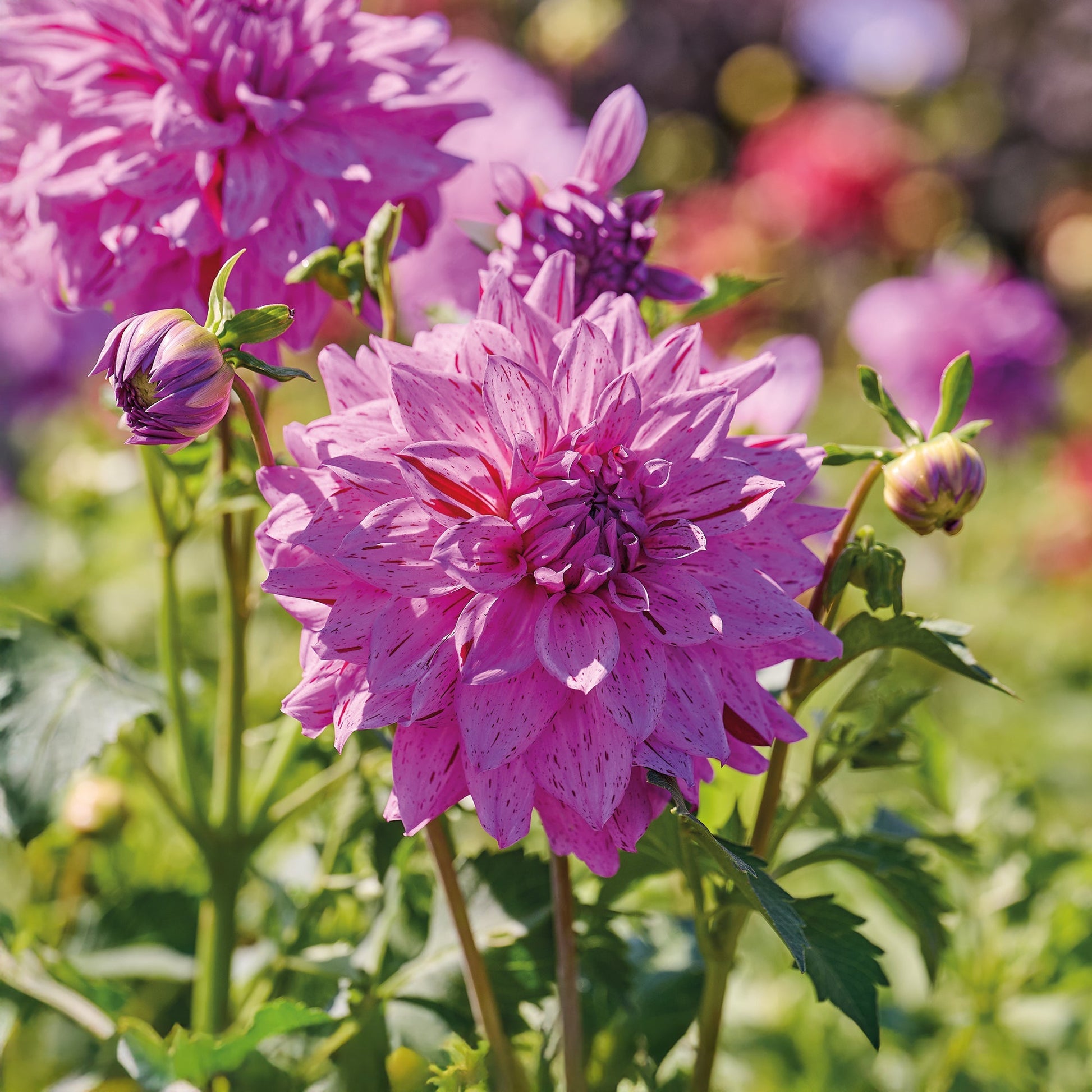 Daalia 'Prins Carnaval'