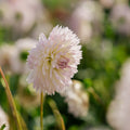 Daalia 'Sakura Fubuki'