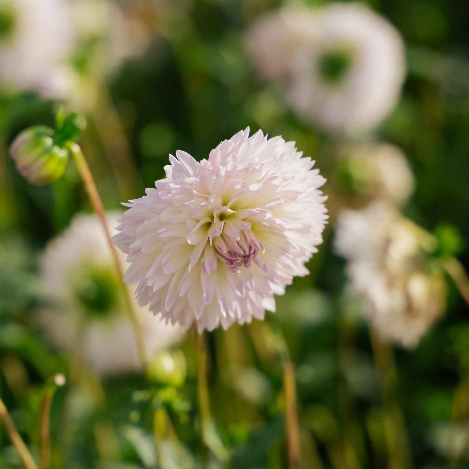 Daalia 'Sakura Fubuki'
