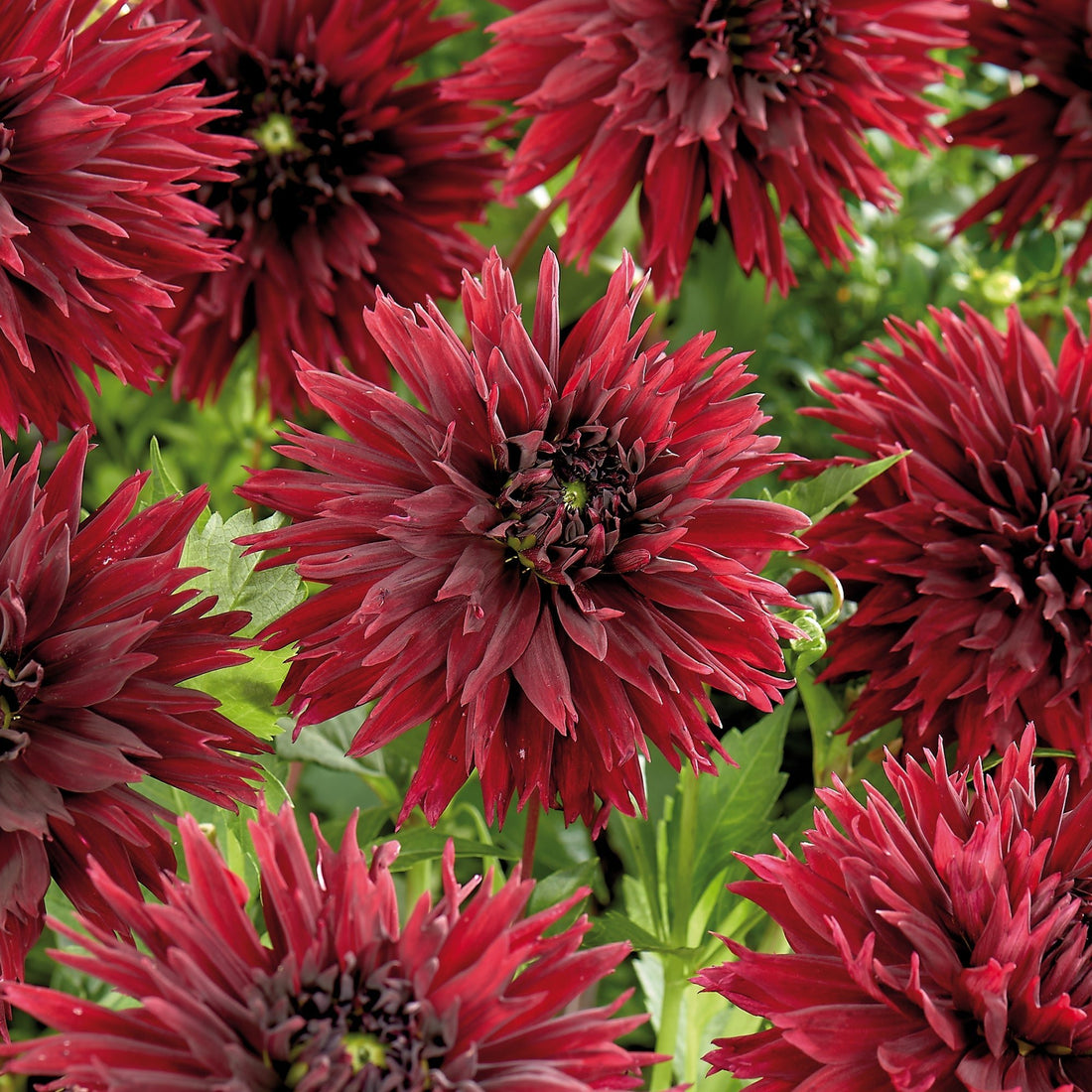 Daalia 'Sam Hopkins'