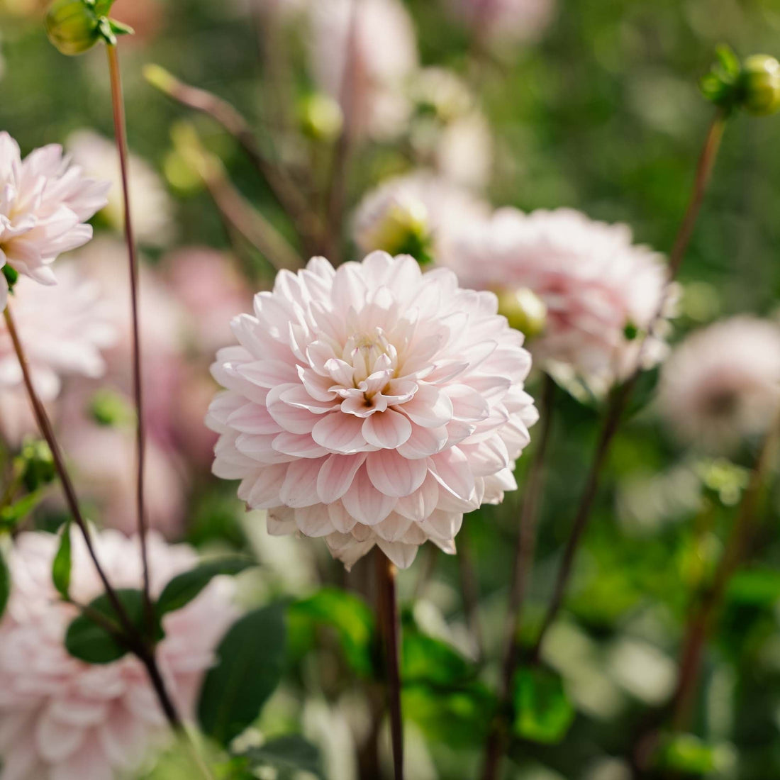 Daalia 'Silver Years'