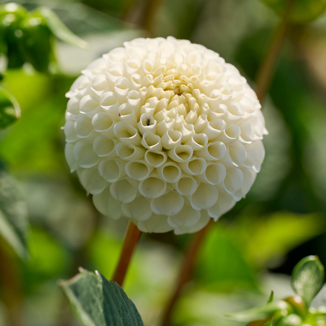 Daalia 'Small World'