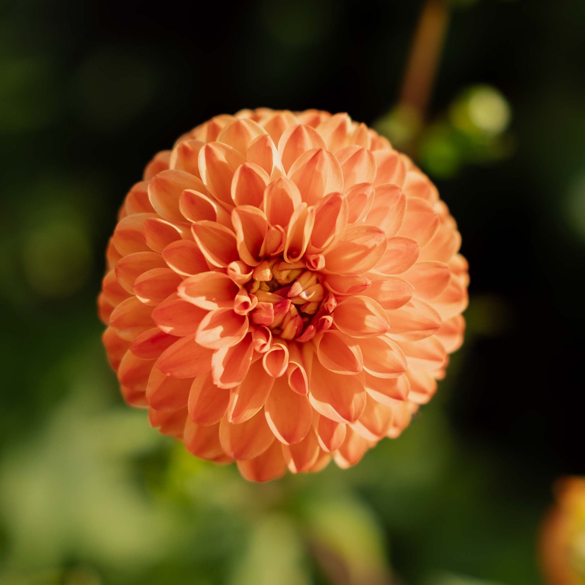 Daalia 'Souvenir d'Ete'