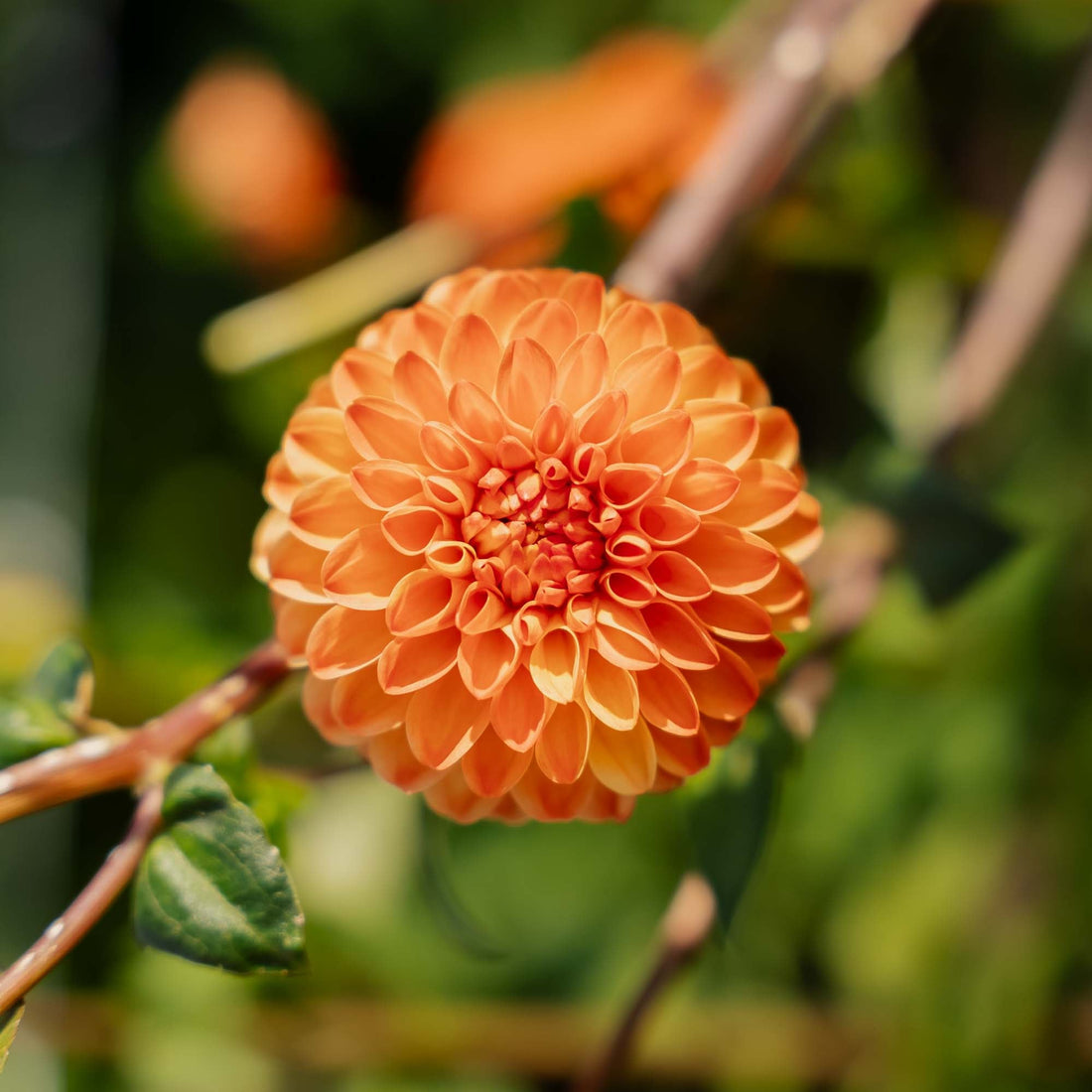 Daalia 'Souvenir d'Ete'