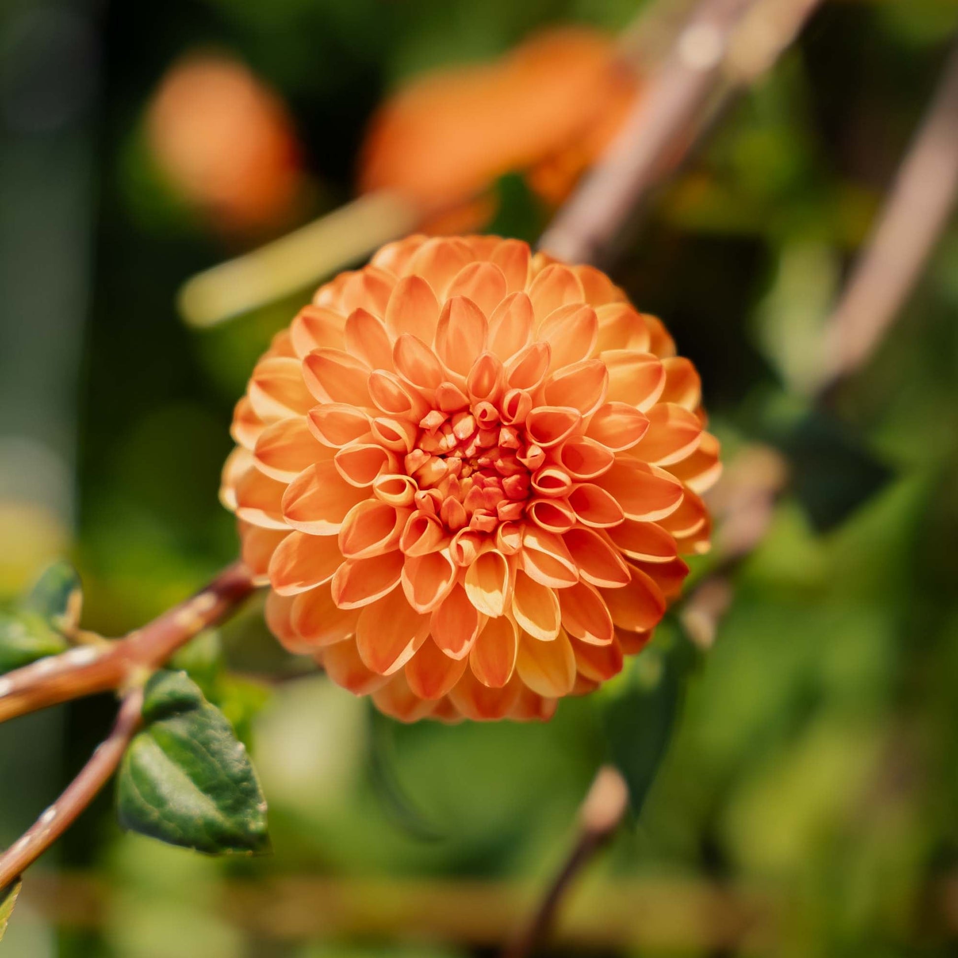 Daalia 'Souvenir d'Ete'