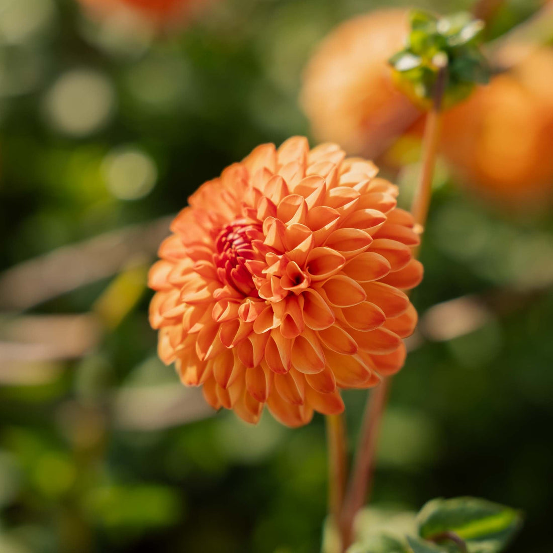 Daalia 'Souvenir d'Ete'