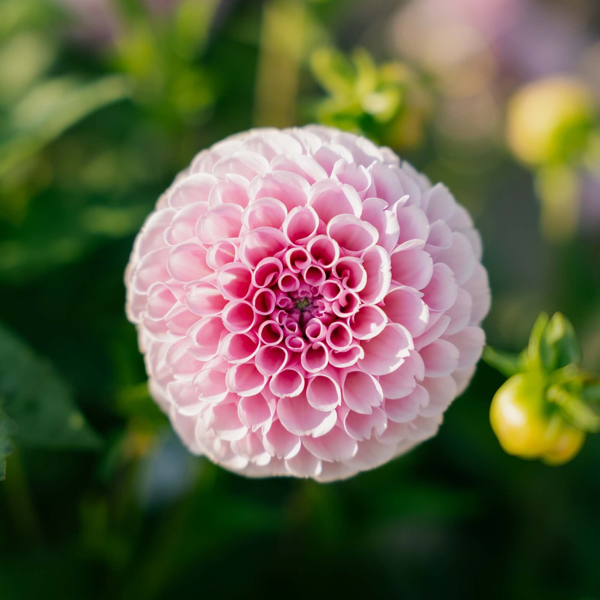 Daalia 'Stolze von Berlin'