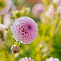 Daalia 'Stolze von Berlin'