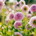 Daalia 'Stolze von Berlin'