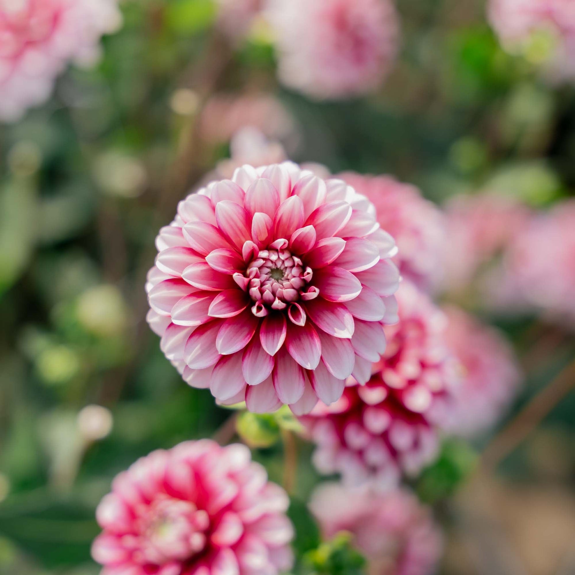 Daalia 'Strawberry Cream'