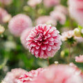 Daalia 'Strawberry Cream'