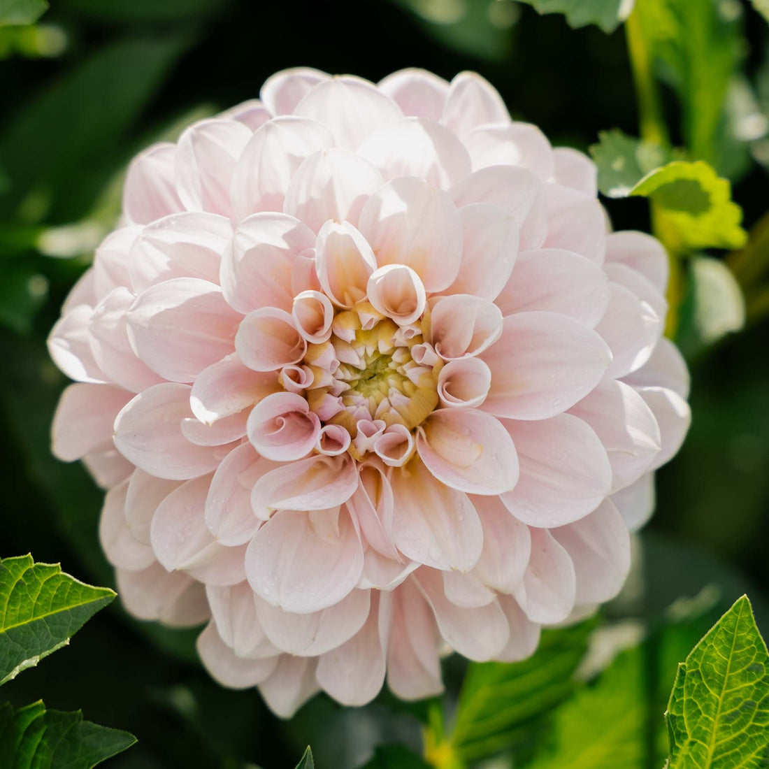 Daalia 'Sweet Nathalie'