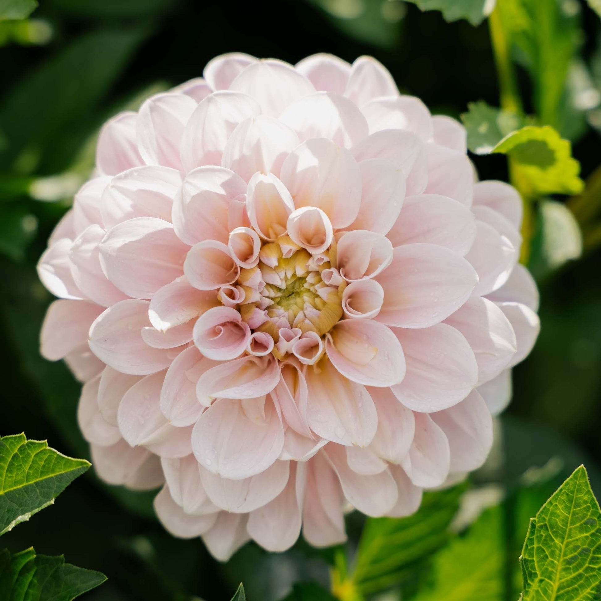 Daalia 'Sweet Nathalie'